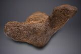 Fossil Hadrosaur (Edmontosaurus) Femur - Wyoming #313984-6